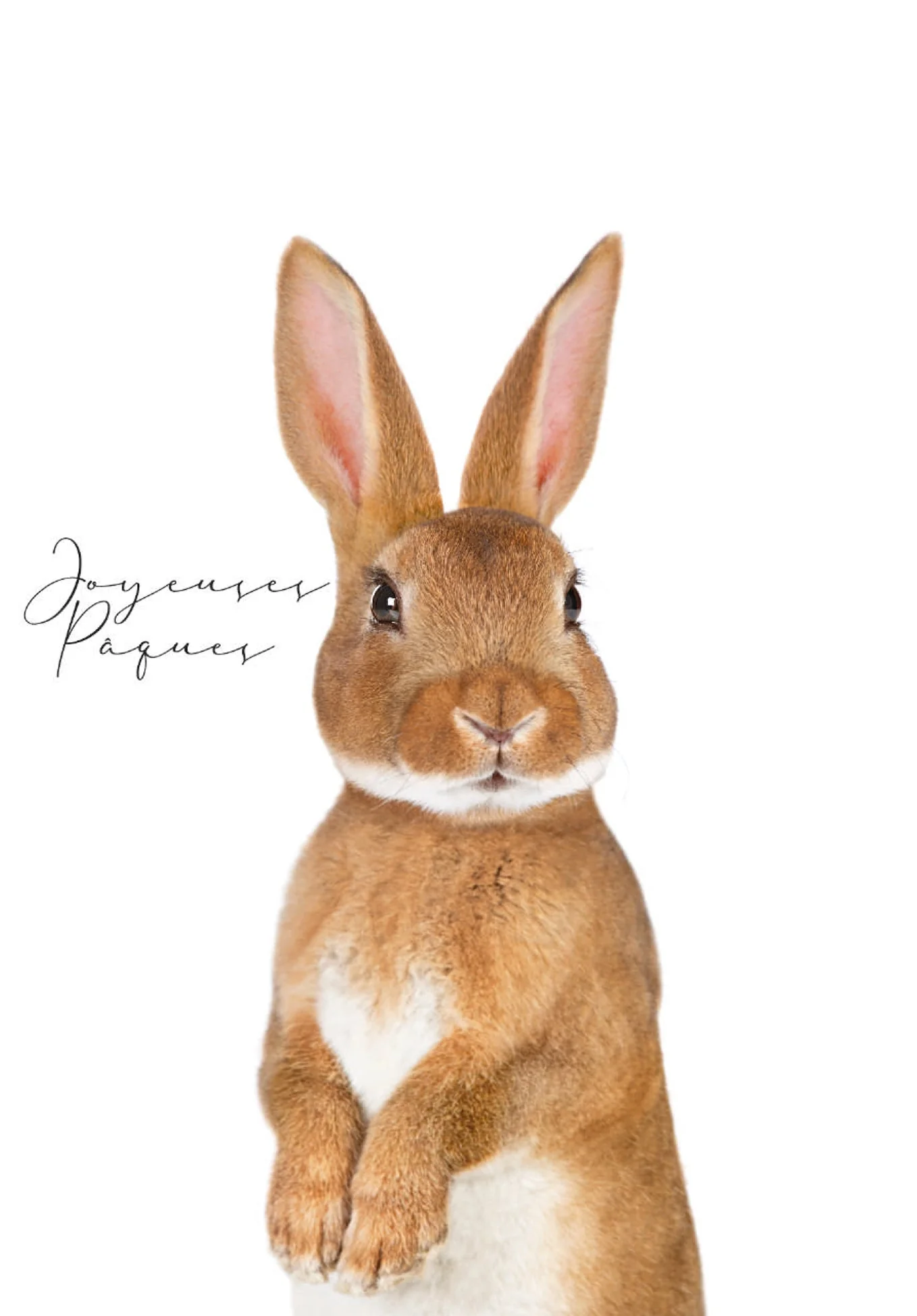 Joyeuses Pâques - Lapin de Pâques PDF - Image 2